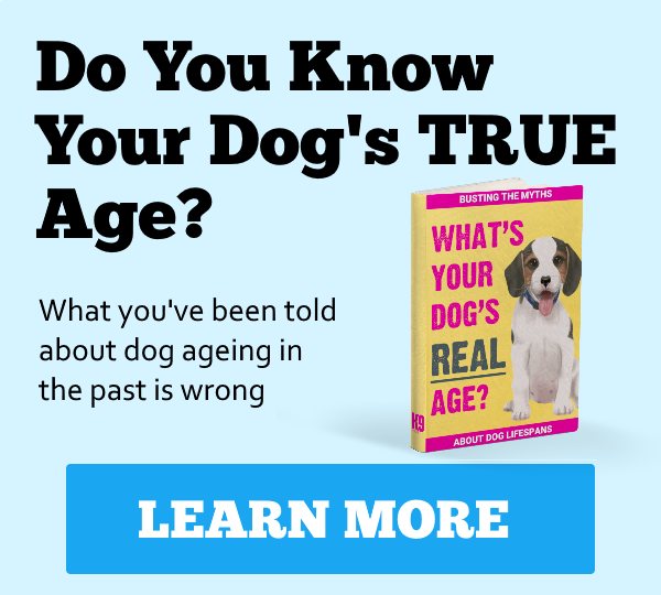 dog ageing