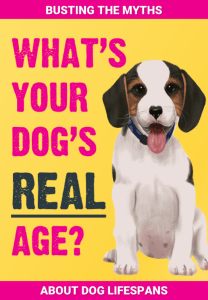 img dog age how long do you feed a dog puppy food